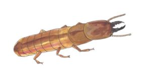 drywood-termite-soldier