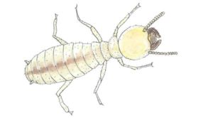 drywood-termite-worker