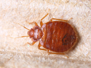 Bed Bug Extermination