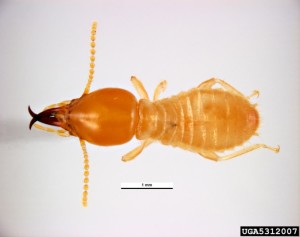 Formosan Termite Soldier