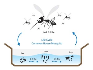 mosquito-life-cycle