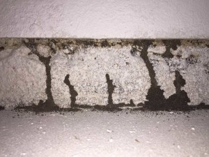 Subterranean Termite Mud Tubes